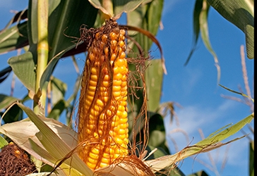 Versuche mit variabler Schwefelgabe als Unterfußdüngung im Mais